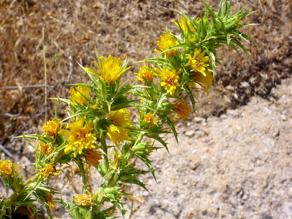 Scolymus hispanicus habit, in Sierra de Alfacar y Víznar, Granada, Spain.