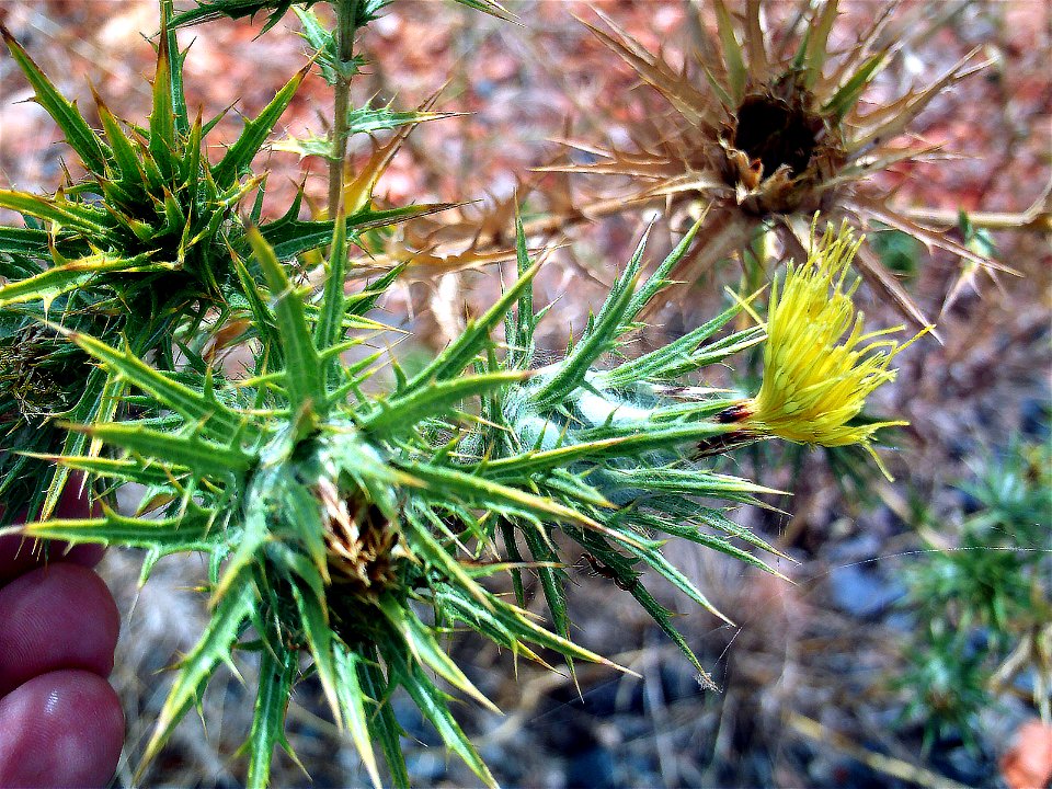 Scolymus hispanicus flower close up, Campo de Calatrava, Spain