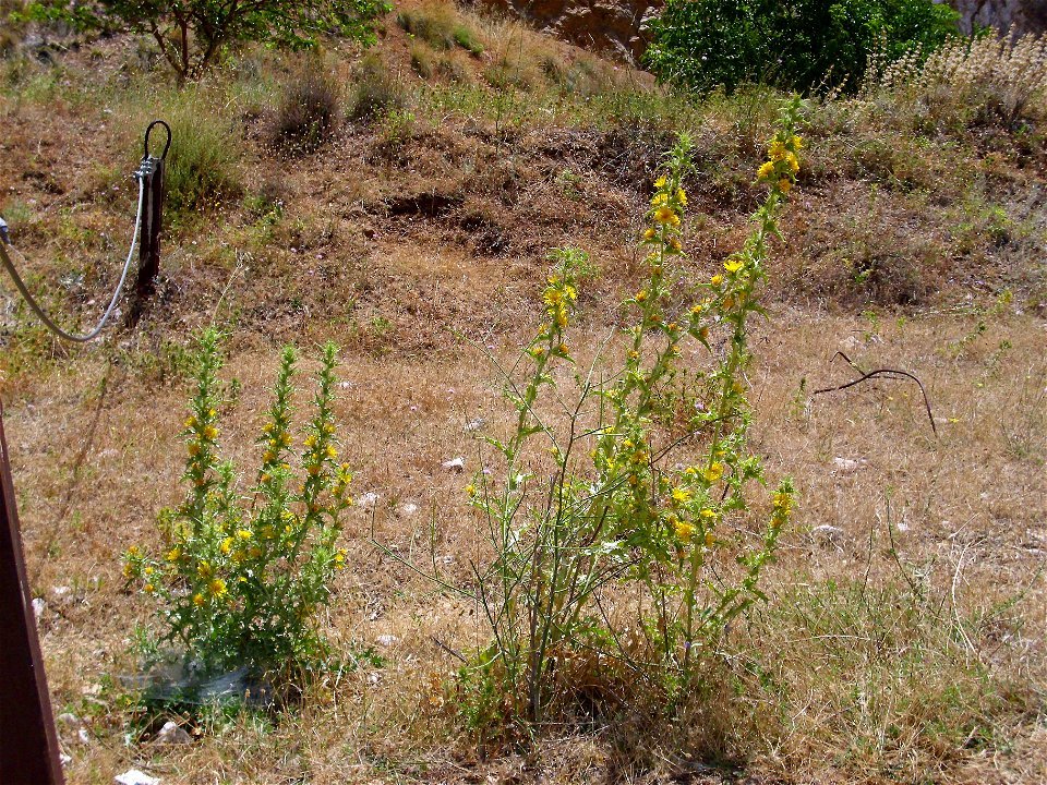 Scolymus hispanicus habit, in Sierra de Alfacar y Víznar, Granada, Spain.