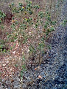 Scolymus hispanicus habit, Campo de Calatrava, Spain