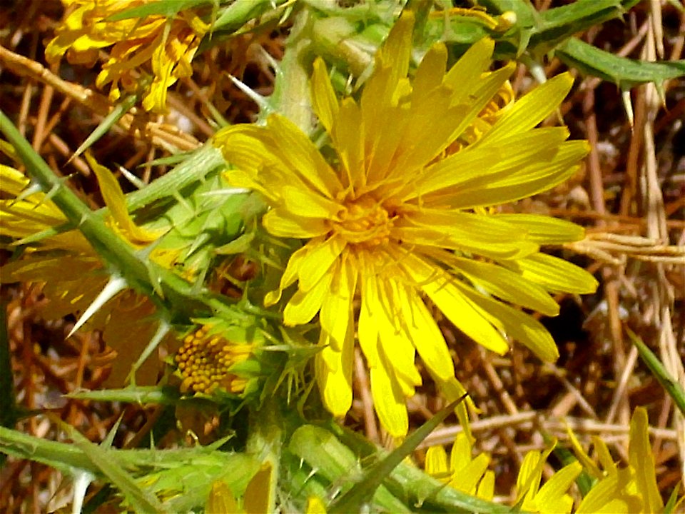 Scolymus hispanicus inflorescence, in Sierra de Alfacar y Víznar, Granada, Spain.