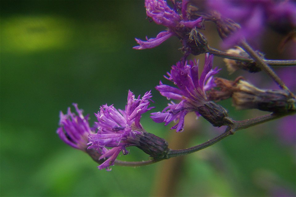 Tall Ironweed (Vernonia gigantea) blooming in Pittsburgh