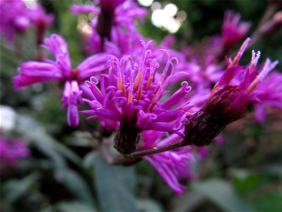 Tall Ironweed (Vernonia gigantea) blooming in Pittsburgh photo