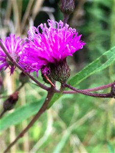 Tall Ironweed (Vernonia gigantea) photo