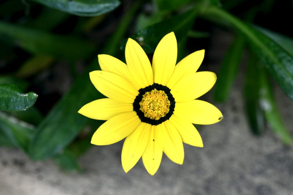 Flower yellow bloom