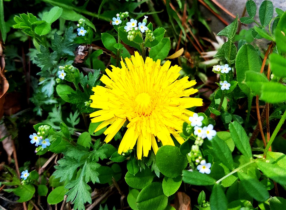 Korean dandelion (Taraxacum platycarpum Dahlst.)