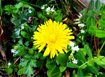 Korean dandelion (Taraxacum platycarpum Dahlst.) photo