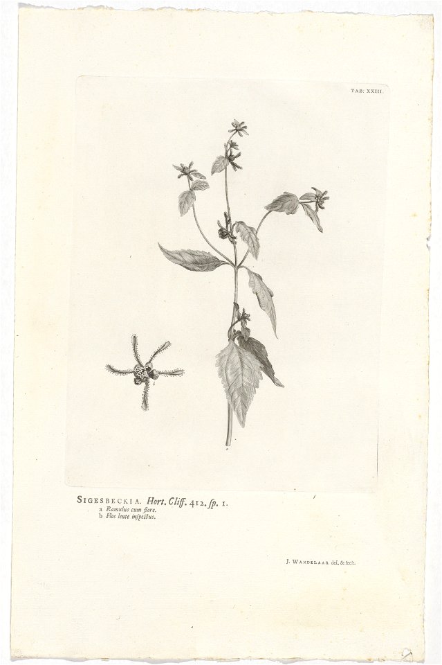 IdentificatieTitel(s): Sigesbeckia orientalisSigesbeckia. Hort. Cliff. 412. sp. 1 (titel op object)Objecttype: prent boekillustratie Objectnummer: RP-P-OB-61.482Catalogusreferentie: Wurzbach 7Omschrij