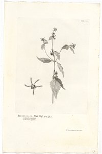 IdentificatieTitel(s): Sigesbeckia orientalisSigesbeckia. Hort. Cliff. 412. sp. 1 (titel op object)Objecttype: prent boekillustratie Objectnummer: RP-P-OB-61.482Catalogusreferentie: Wurzbach 7Omschrij photo