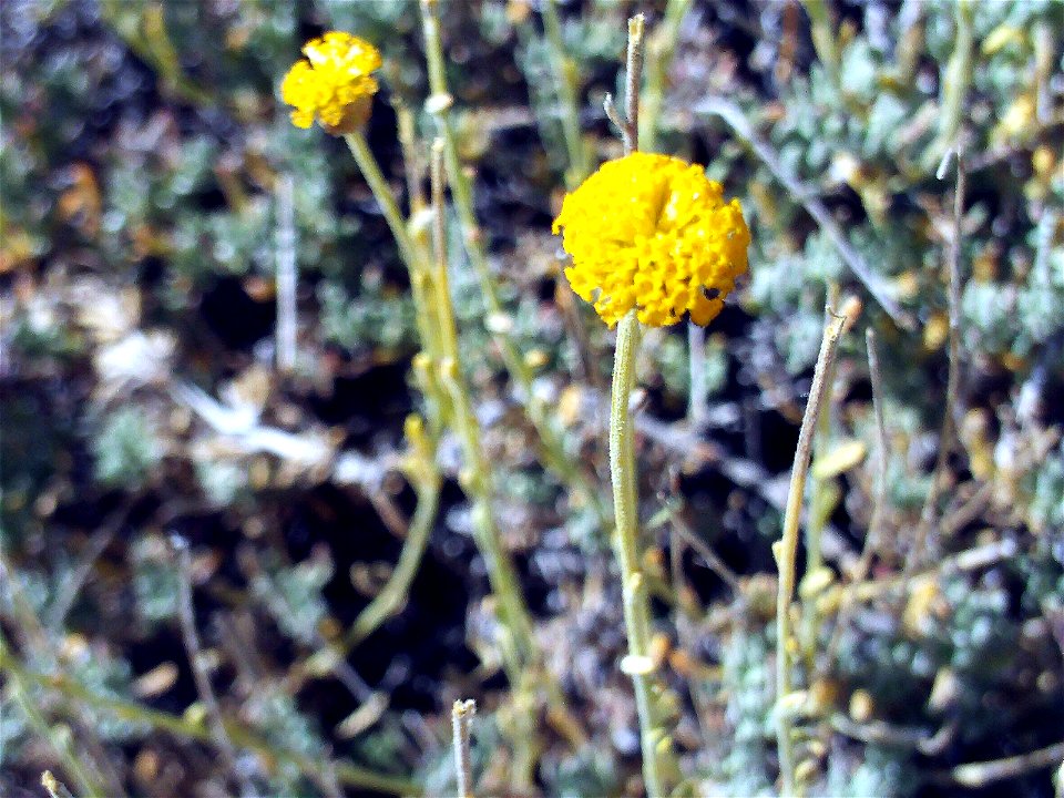 Santolina rosmarinifolia subsp. canescens flowers close up, Sierra Nevada, Spain