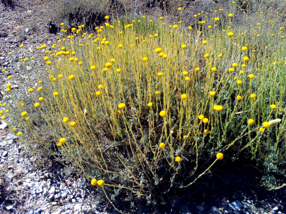 Santolina rosmarinifolia subsp. canescens habit, Sierra Nevada, Spain