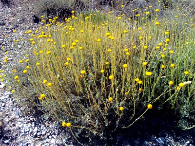 Santolina rosmarinifolia subsp. canescens habit, Sierra Nevada, Spain