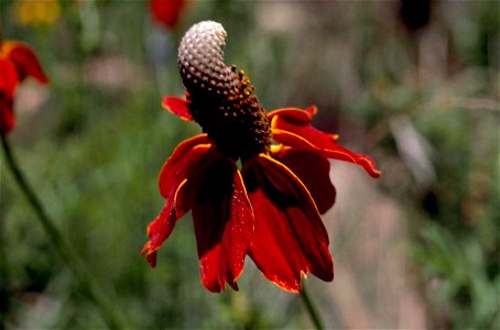 Image title: Coneflower flower petals Image from Public domain images website, http://www.public-domain-image.com/full-image/flora-plants-public-domain-images-pictures/flowers-public-domain-images-pic photo