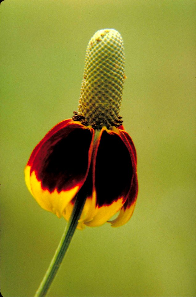 Image title: Mexican hat flower plant ratibida columnaris
Image from Public domain images website, http://www.public-domain-image.com/full-image/flora-plants-public-domain-images-pictures/flowers-publ
