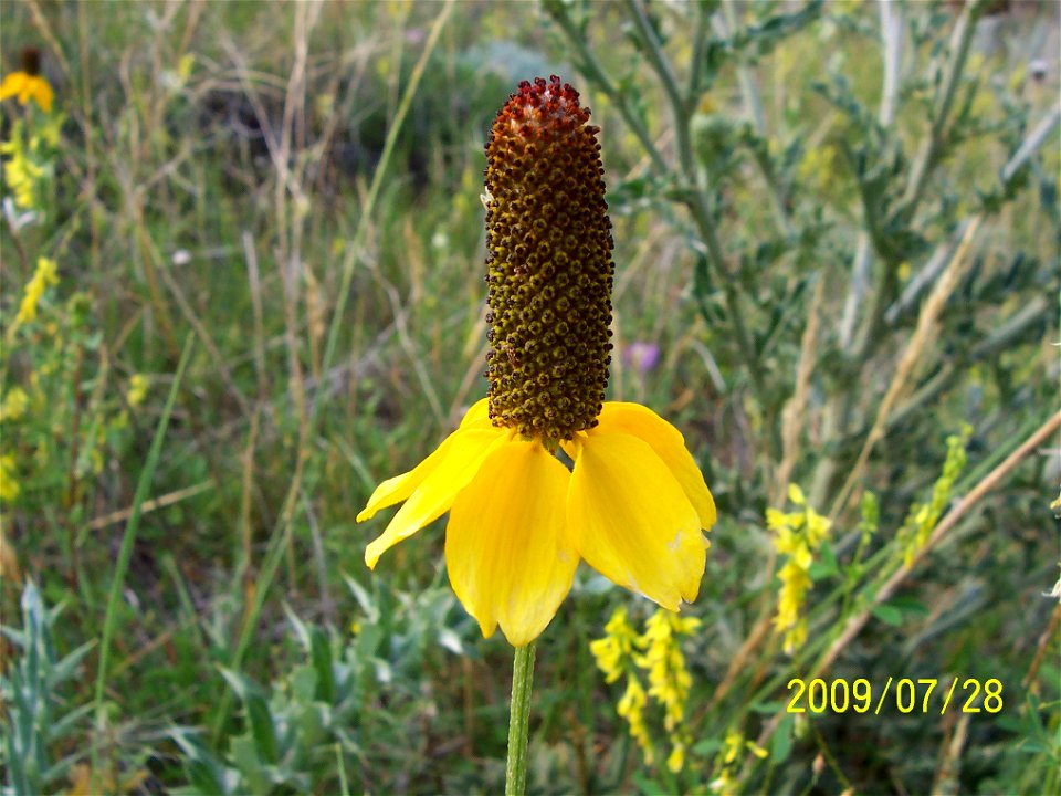 Prairie Coneflower (Ratibida columnifera)