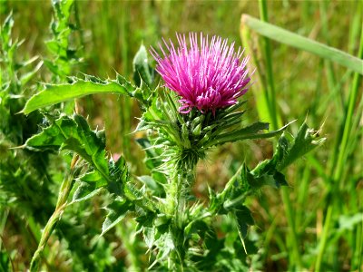 Weg-Distel (Carduus acanthoides) im Landschaftsschutzgebiet Hockenheimer Rheinbogen photo