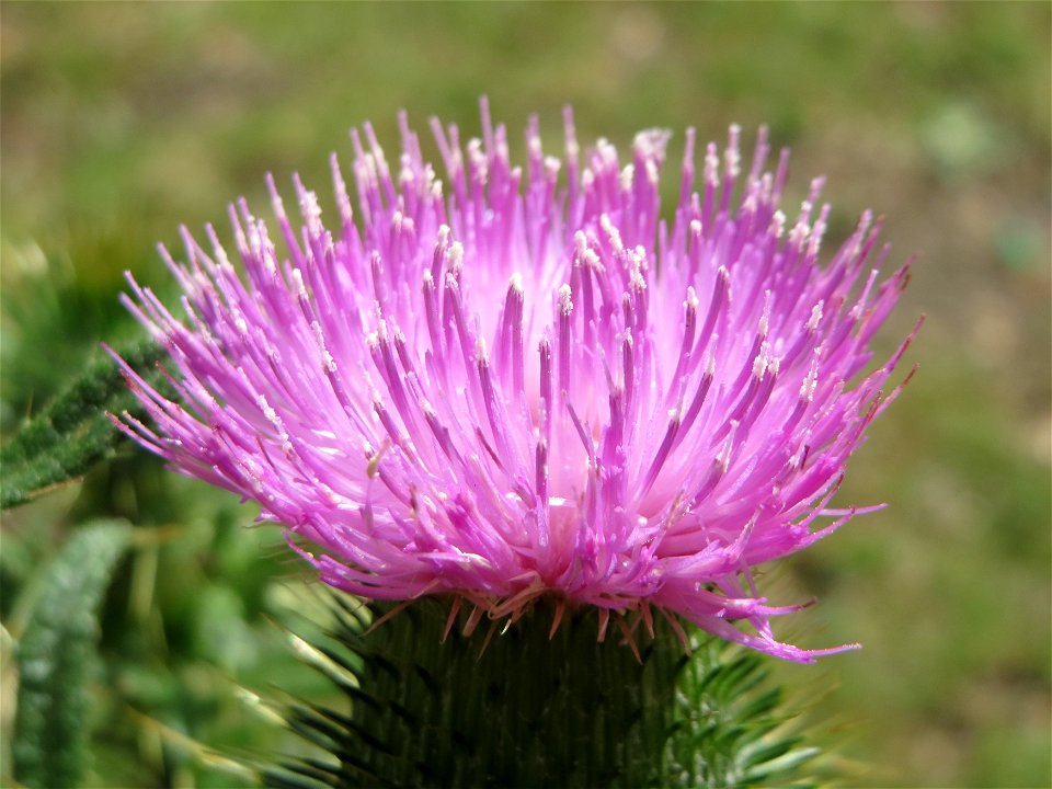 Weg-Distel (Carduus acanthoides) in Hockenheim