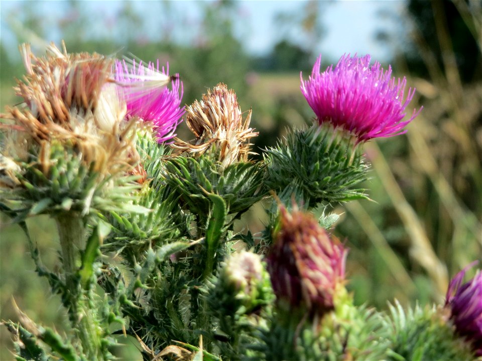 Weg-Distel (Carduus acanthoides) bei Reilingen