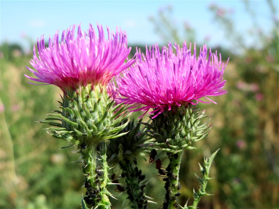 Weg-Distel (Carduus acanthoides) bei Reilingen
