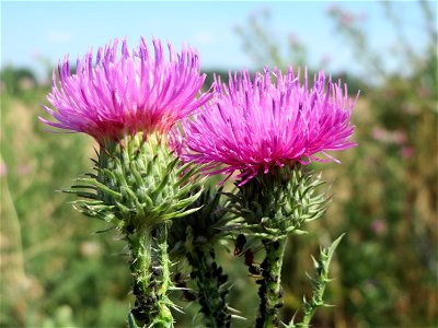 Weg-Distel (Carduus acanthoides) bei Reilingen