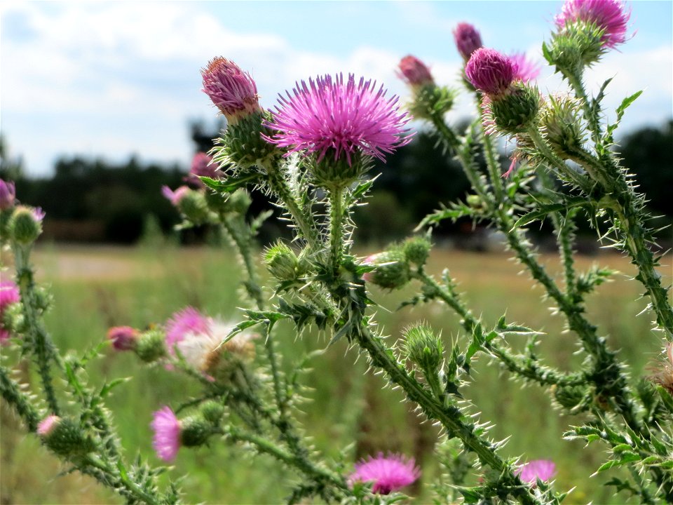 Weg-Distel (Carduus acanthoides) in Hockenheim-Talhaus