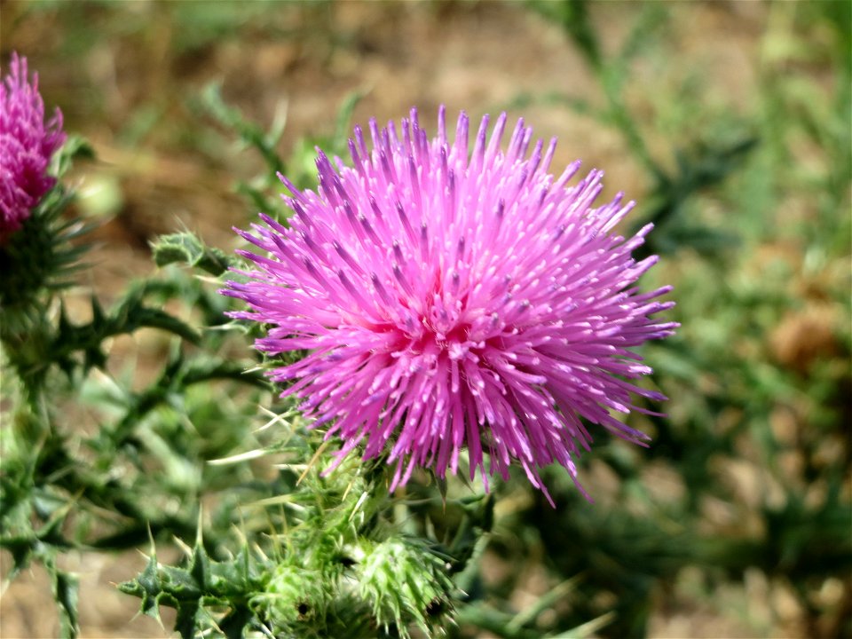 Weg-Distel (Carduus acanthoides) in Hockenheim-Talhaus