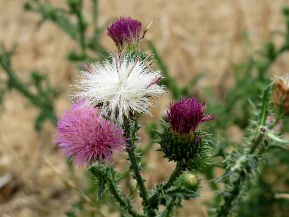 Weg-Distel (Carduus acanthoides) bei Wiesbaden-Nordenstadt