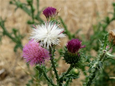 Weg-Distel (Carduus acanthoides) bei Wiesbaden-Nordenstadt