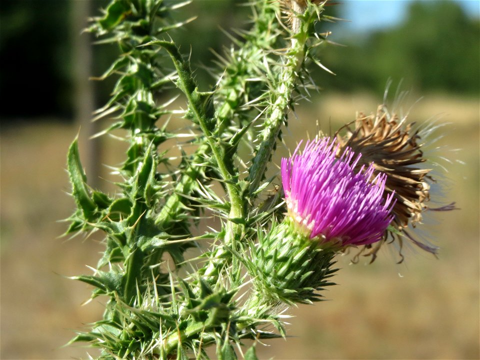 Weg-Distel (Carduus acanthoides) in Hockenheim