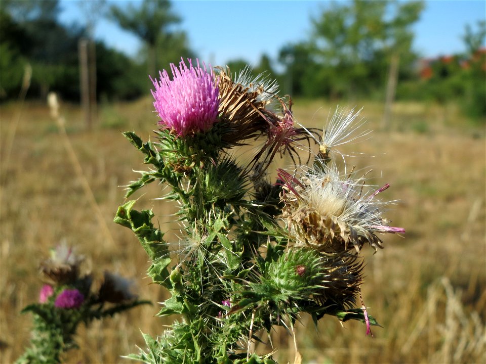 Weg-Distel (Carduus acanthoides) in Hockenheim