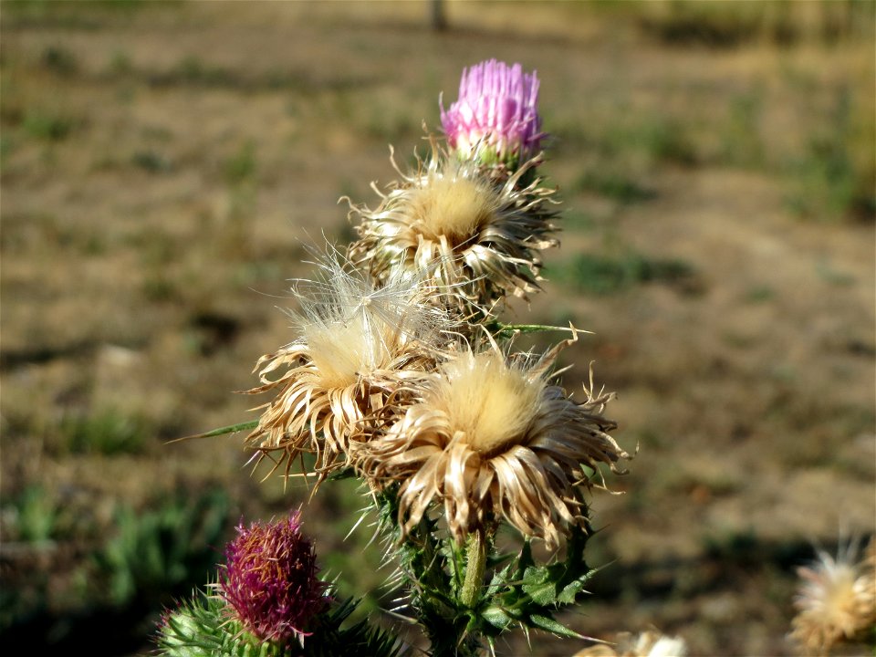 Weg-Distel (Carduus acanthoides) in Hockenheim