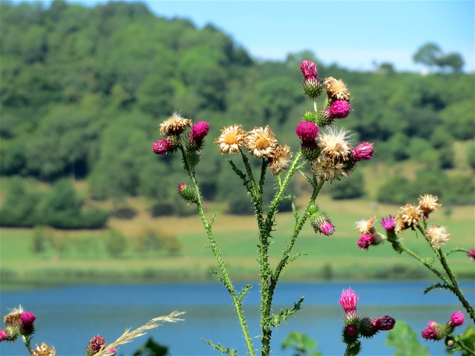 Weg-Distel (Carduus acanthoides) am Schalkenmehrener Maar