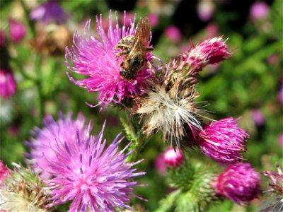 Weg-Distel (Carduus acanthoides) am Schalkenmehrener Maar
