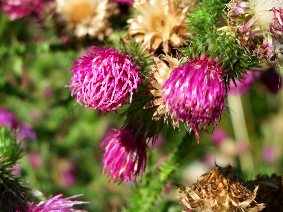 Weg-Distel (Carduus acanthoides) am Schalkenmehrener Maar