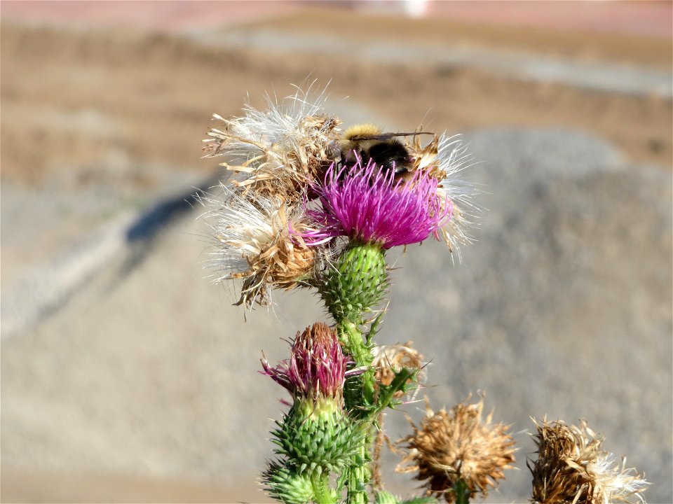 Weg-Distel (Carduus acanthoides) auf einem Sandhügel einer Baustelle in Hockenheim
