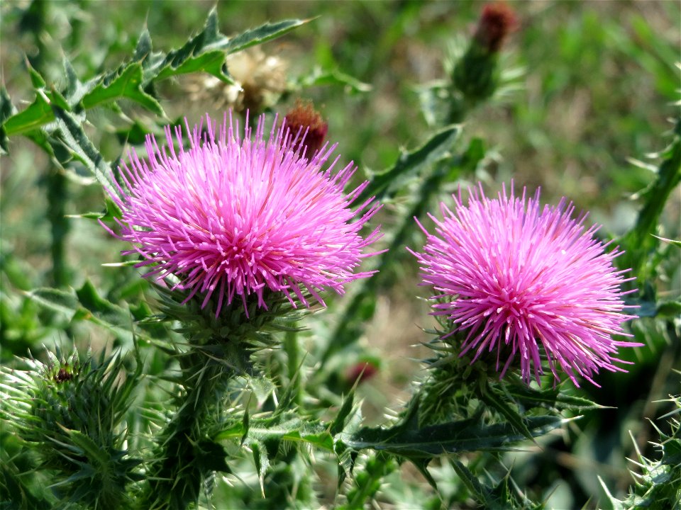 Weg-Distel (Carduus acanthoides) in Hockenheim-Talhaus