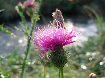 Weg-Distel (Carduus acanthoides) am Kraichbach in Hockenheim photo