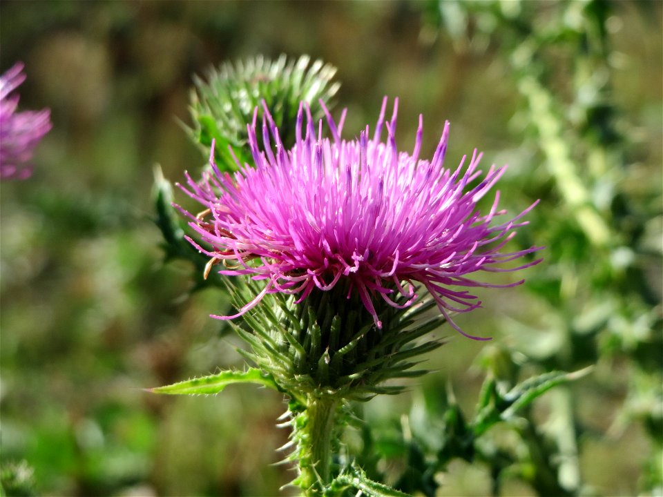 Weg-Distel (Carduus acanthoides) in Hockenheim-Talhaus