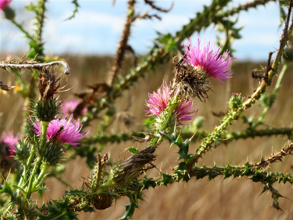 Weg-Distel (Carduus acanthoides) im Hockenheimer Rheinbogen