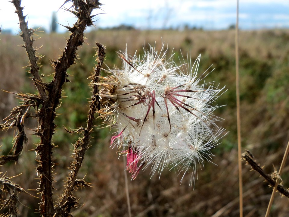 Weg-Distel (Carduus acanthoides) im Hockenheimer Rheinbogen