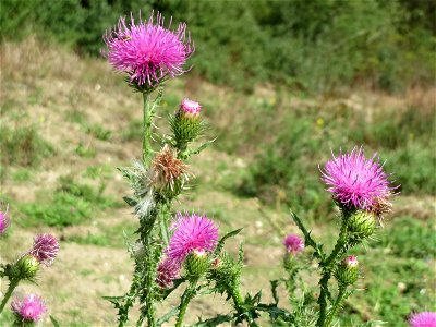 Weg-Distel (Carduus acanthoides) an der A61 in Hockenheimer Rheinbogen