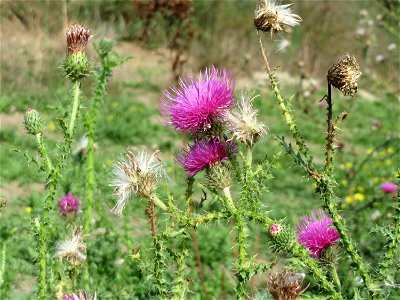 Weg-Distel (Carduus acanthoides) an der A61 in Hockenheimer Rheinbogen