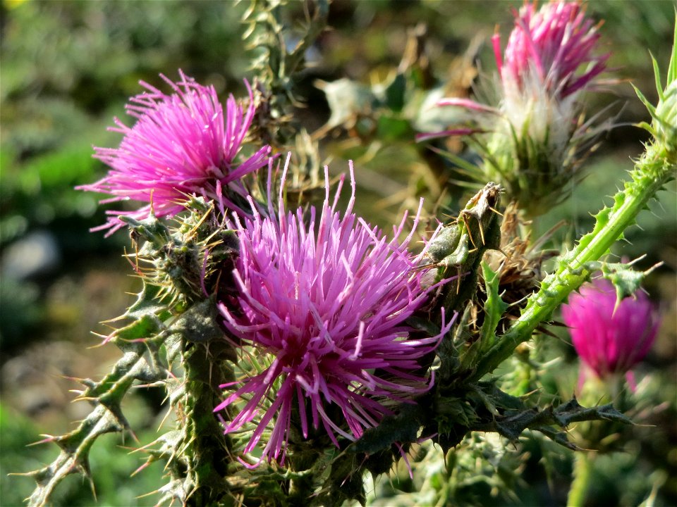 Weg-Distel (Carduus acanthoides) in Hockenheim-Talhaus