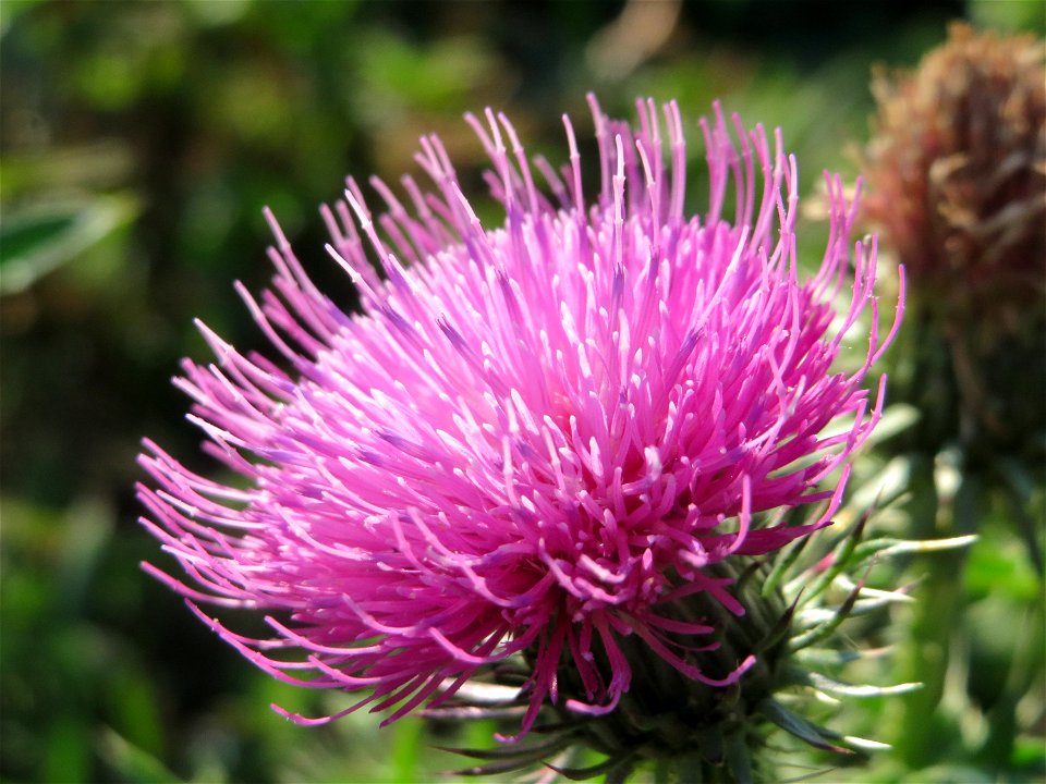 Weg-Distel (Carduus acanthoides) bei Reilingen