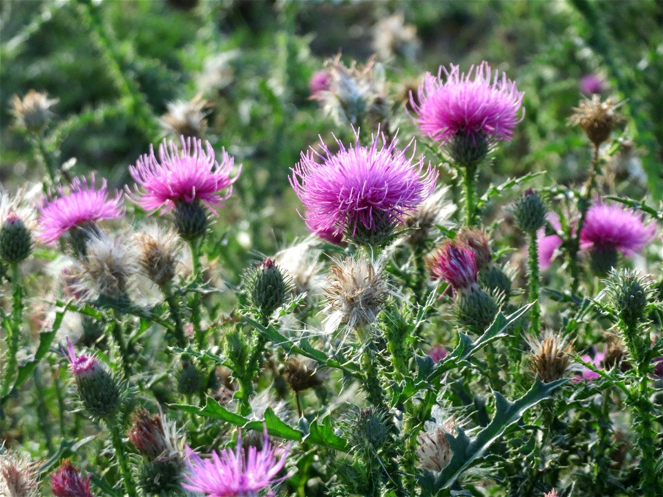 Weg-Distel (Carduus acanthoides) in Hockenheim-Talhaus