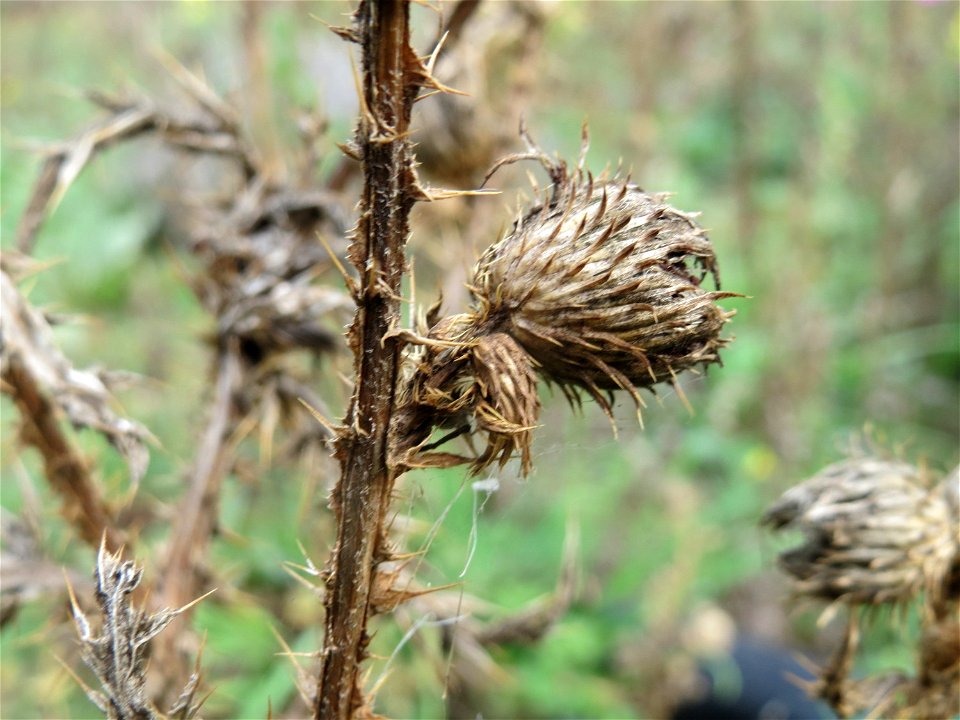 Weg-Distel (Carduus acanthoides) in Hockenheim-Talhaus