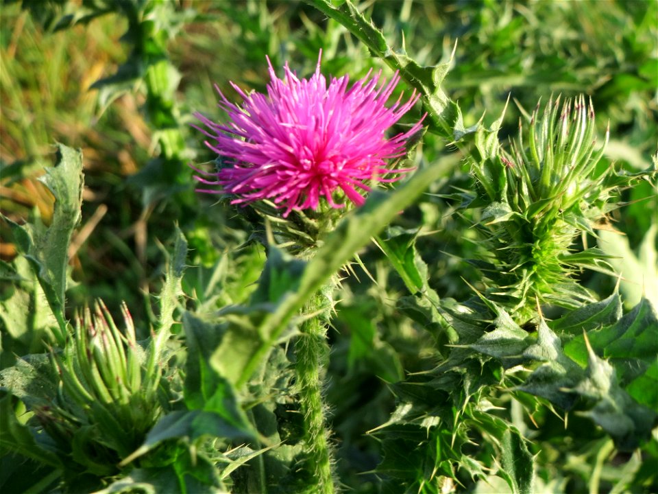 Weg-Distel (Carduus acanthoides) in Hockenheim