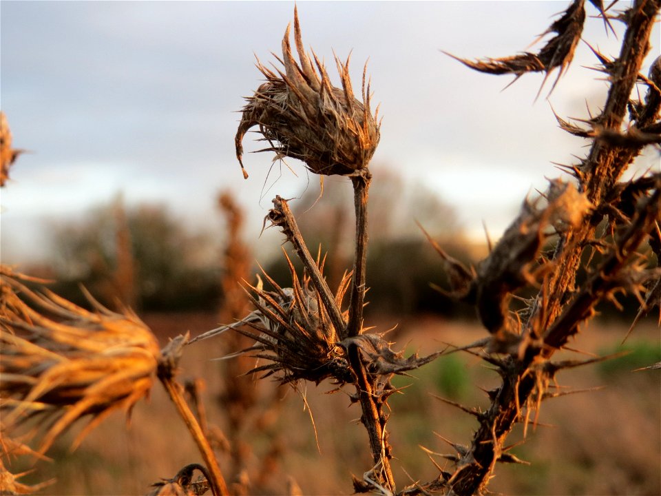Weg-Distel (Carduus acanthoides) im Hockenheimer Rheinbogen