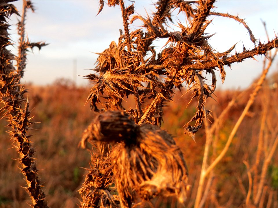 Weg-Distel (Carduus acanthoides) im Hockenheimer Rheinbogen
