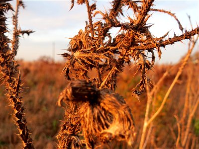 Weg-Distel (Carduus acanthoides) im Hockenheimer Rheinbogen